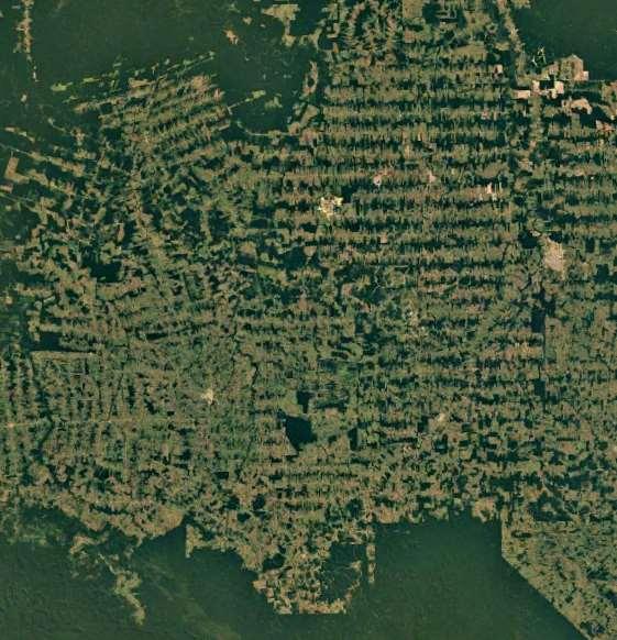 Skogsavverkning Rondonia (Brasilien) 1975 1989 2001 2008