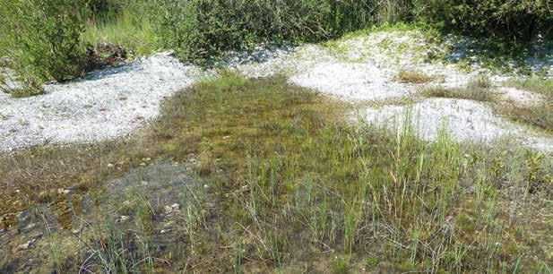 Stora populationer kan blomma upp, men när strand- och vattenvegetation tätnar så kan arten försvinna.