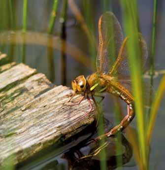 Maj Jun Jul Aug Sep Okt English Summary The Brown Hawker is among the species in the collection of Linnaeus teacher Kilian Stobaeus, which should have been put together in the early 1700s and