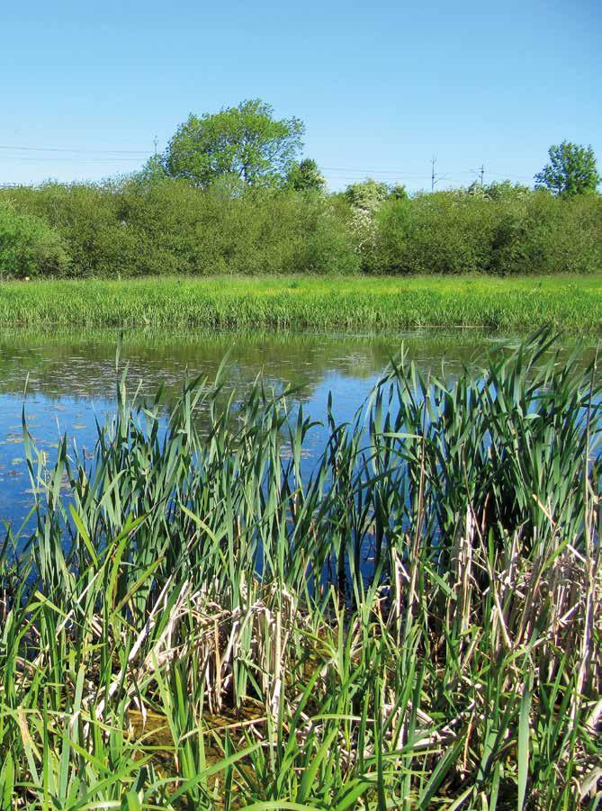 källby, flackarp. foto: magnus billqvist Fenologi 2009 2014 Höstmosaikslända är en av de sista som börjar flyga och också en av de sista att sluta göra så.