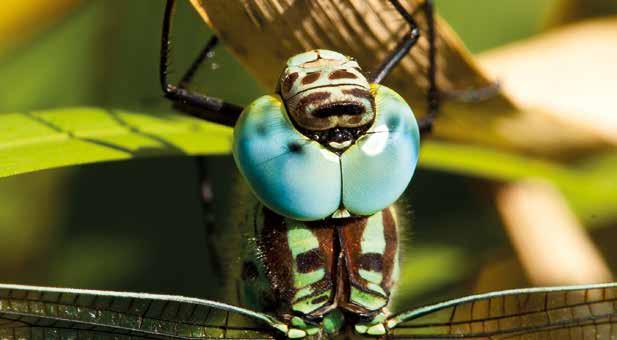 Luxembourg: Publications Office of the European Union. Klugkist, H; Haacks, M. & Kruse, A. 2015. Aeshna viridis (Eversmann, 1836). Libellula Supplement 14:162 165. Lunds Botaniska Förening. 2009.