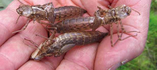 som andra insektslarver, kräftdjur, maskar, iglar, grodyngel och småfisk. Larverna kan själva bli mat till såväl större trollsländelarver som fiskar och fåglar.