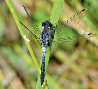 Pudrad kärrtrollslända Leucorrhinia albifrons (Burmeister, 1839) D: Östliche Moosjungfer Dk: Østlig Kærguldsmed FIN: Sirolampikorento GB: Dark Whiteface N: Grå torvlibelle Miljö Pudrad