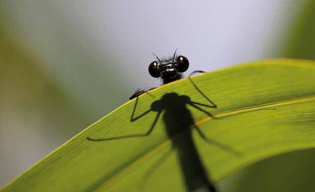 Syfte Trollsländor hör till Sveriges största och mest iögonfallande insekter. Ändå är utbredningen dåligt känd för många arter.