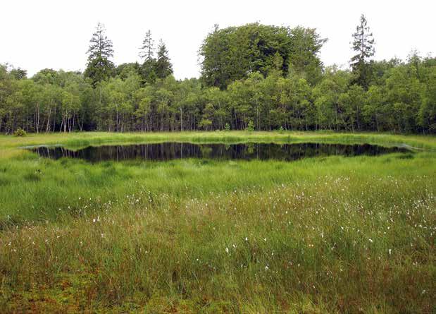 platser i Svedala kommun än den gör idag. Det fanns betydligt fler våtmarker och torvmossar i området tidigare.
