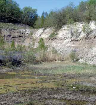 Övrigt Bred trollslända uppträder vanligen enstaka i Skåne, men den 1 maj 2009 lämnade 50 ex ett vatten i Södra Vram.