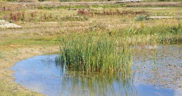 Arten gynnas av nyskapade vatten såväl som av pågående klimatförändringar så på sikt lär arten både etablera sig i Skåne och sprida sig norrut.