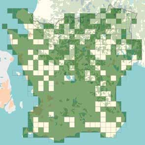 Fenologi 2009 2014 Tabellen visar fynd från hela landet. I Skåne är medeldatum hittills 8/6 med det tidigaste fyndet gjort 30/5. Det senaste fyndet är daterat 8/10 och slutmedel är 26/9.