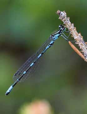 EJ ÅTERFUNNA ARTER NOT REDISCOVERED SPECIES Myrflickslända Coenagrion johanssoni (Wallengren, 1894) D: Nordische Azurjungfer Dk: Nordisk Vandnymfe FIN: Taigatytönkorento GB: Arctic Bluet N: Nordisk