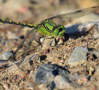 Karmintrollslända Crocothemis