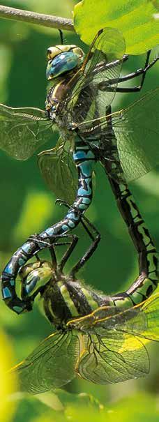 Grön flodtrollslända Ophiogomphus