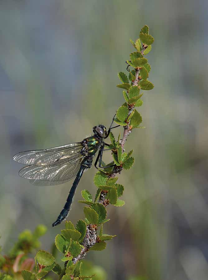 Tundratrollslända Somatochlora sahlbergi foto: magnus