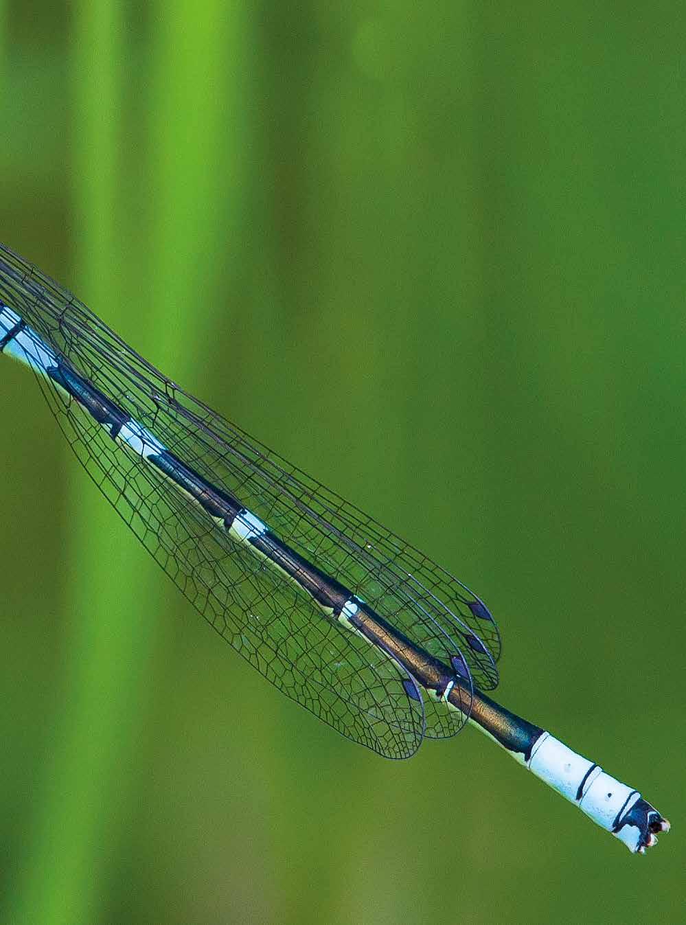 månflickslända coenagrion lunulatum.