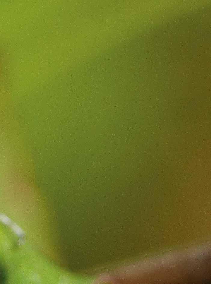 flodflickslända platycnemis pennipes. foto: christer bergendorff Är det sant att trollsländor bara lever i en dag? Nej, inte alls. Som vuxna sländor kan de leva i flera veckor eller månader.