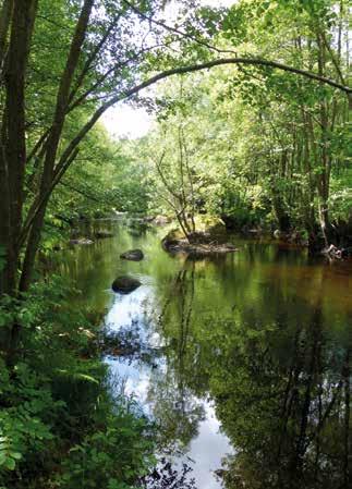 Gunnaröds kanotplats, 1400 m fågelvägen från Stockamöllans kanotcentral. Från bron kan man vandra både upp- och nedströms, och även ut i betesmarker och gläntor i skogen intill.