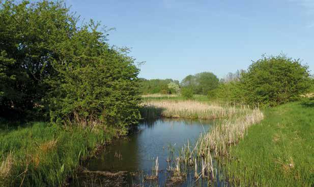 3 Medelnäringsrika och näringsrika vegetationsrika sjöar och dammar Näringsrika sjöar och dammar kan vara belägna i både skogsmark och jordbruksmark.