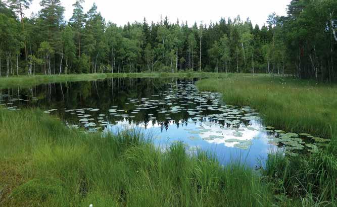 Övrigt Den 20 augusti 2010 observerades uppskattningsvis 300 exemplar på en lokal vid Gånarp på Bjärehalvön, vilket visar att arten vissa år kan vara lokalt talrik.