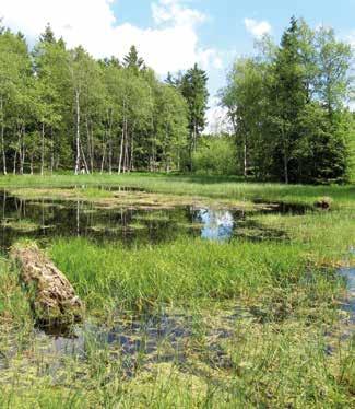 Detta har bekräftats under projekttiden, då arten setts i området fem av sex år. Sahlén, G. & Birkedal, L. 2002. Trollsländor längs nedre Helgeån i Kristianstads Vattenrike.