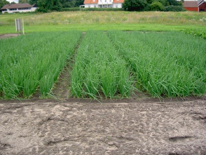 2011 var avkastningen högst i led C dock med endel rötor och fläckar. 4.4.15 Lök I de tre kreaturslösa odlingssystemen A, C och E odlas lök.