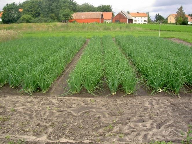 I led A såddes lök på bäddarna 2007-2009 medan de ekologiska leden C och E använde sig av pluggplantor med lök.