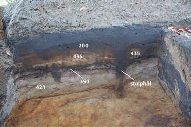 Resultat Förundersökningen Den ursprungliga botten (435, fig 8) i det L-formade schaktet 251 bestod av gul - mörkgul sand som var kraftigt påverkad att djurgångar, varav en som innehöll en medeltida