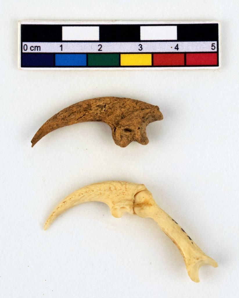 Figur 2. En jämförelse mellan arkeologiskt material av berguv och referensmaterial av berguv. Den övre klon är arkeologisk och den nedre är referensmaterial från Evolutionsmuseets samlingar. Foto, J.