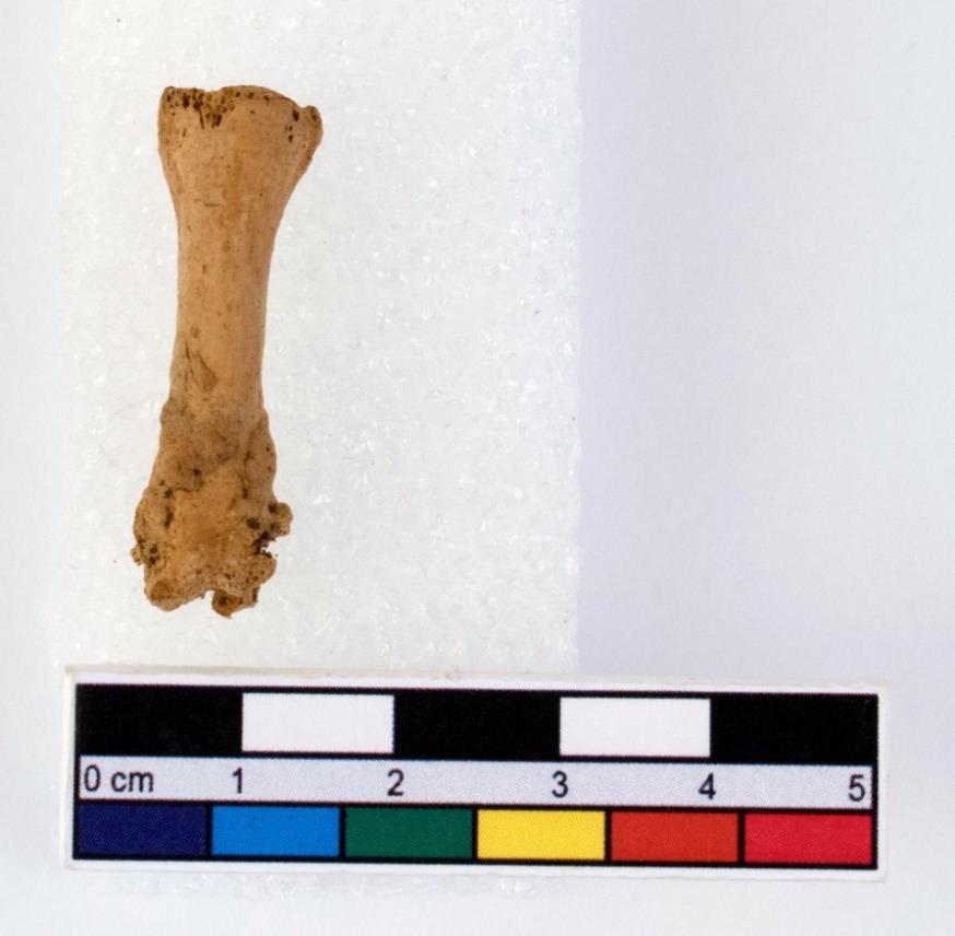 medför att fåglar ofta kan drabbas av benskörhet (osteoporos). Orsaken till patologin som upptäcktes hos gåsen är svår avgöra.
