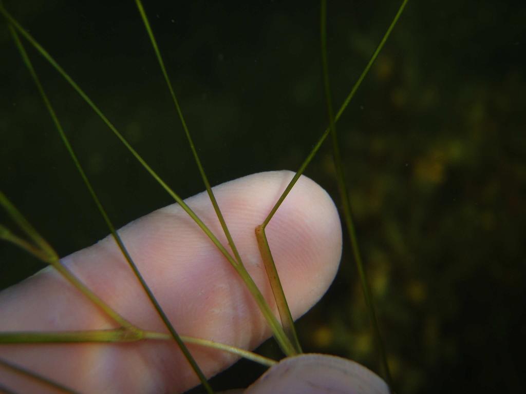 Trådnate Potamogeton filiformis Trådnaten är perenn och växer vanligen ganska grunt och vågexponerat på lite grovkornigare bottnar.