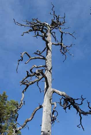 Död ved En av de viktigaste kvalitéerna för hotade arter är mängden död ved, det vill säga stående och liggande döda träd och träddelar.