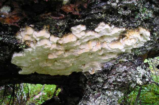 Ostticka är en nedbrytare av grova granlågor i skogar som under lång tid varit opåverkade av skogsbruket. I Ekopark Leipipir är osttickan vanligt förekommande på granlågorna i opåverkade skogar.