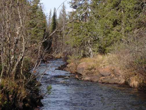 Bäckmiljö vid Tidnojoki. Ekoparken genomströmmas av en rad små vattendrag som medverkar till att skapa högkvalitativa vattenmiljöer för arter som är beroende av denna biotop.