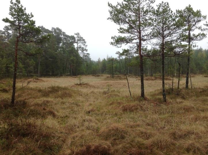 Även på Långholm finns ett stort antal områden med träd på bergsimpediment.