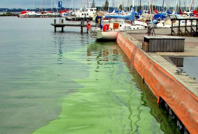 Övergödning kan i många fall leda till algblomning, här i ett hamnområde i Östersjön. Sammantaget visar resultaten från miljöövervakningen att vi ännu är långt från målet om en giftfri miljö.