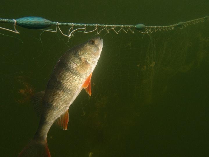 Kustnära rovfiskars ekosystemtjänster och effekter av övergödning.