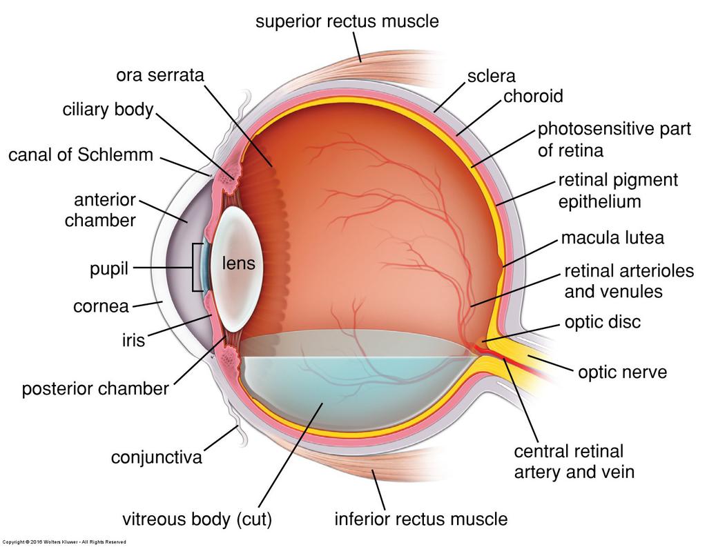 Tema 1 Syn Ögat registrerar elektromagnetisk strålning som bryts av hornhinna och lins och som projice- ras på näthinnan (retina) längst bak i ögat.