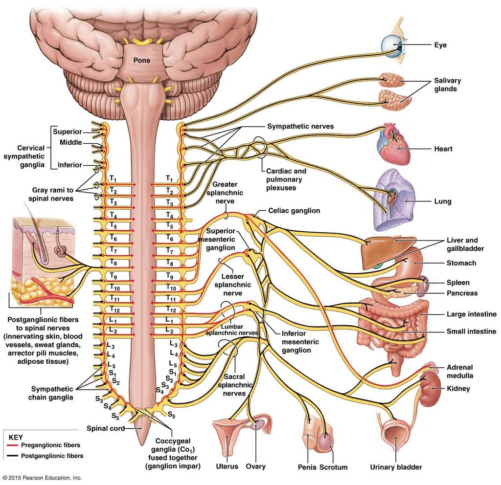 Tema 2 Autonoma nervsystemet (ANS) Det autonoma nervsystemet styr många viktiga funktioner i kroppen och det fungerar obe- roende av viljemässig kontroll.