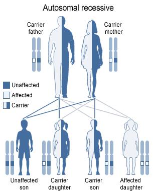 Genetik Nedärvs autosomalt recessivt Vanligaste orsaken är mutationer i genen ABCA4 men i ovanliga fall CNGB3 ELOVL4 PROM1 ABCA4genen - kromosom 1 (1p22.