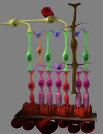 gangliecell amakrincell bipolarcell interplexiform cell horisontalcell fotoreceptor fotoreceptor stav eller tapp Fredrik Ghosh Müllercell gangliecell