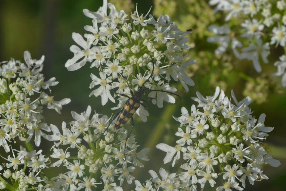 LOW HANGING FRUIT Metod för prioritering På biogeografisk nivå Att nå EU:s 2020 för Biodiversitet, delmål 1 Genom