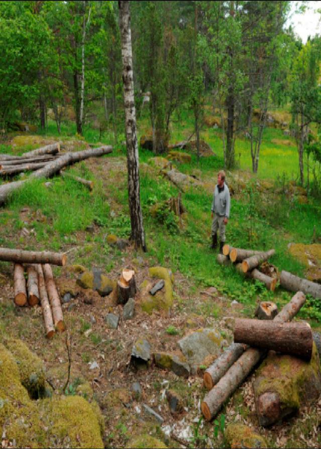 skog Skogssektorn involveras Under 2017 GYNNSAM