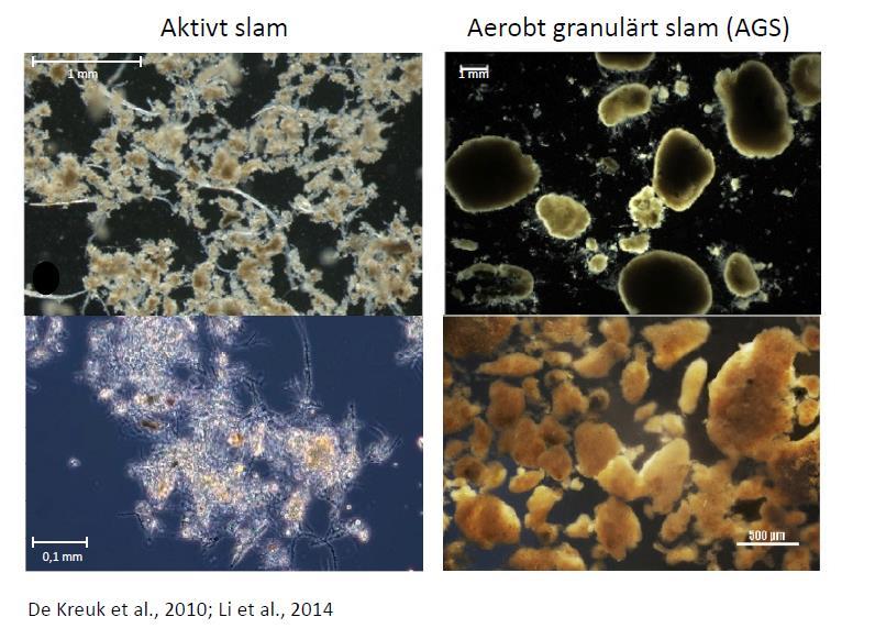 H2OLAND Vad är aerobt granulärt slam (AGS)? Den rådande definitionen av AGS skapades under den första Aerobic granular sludge workshop 2004 och lyder (de Kreuk et al.