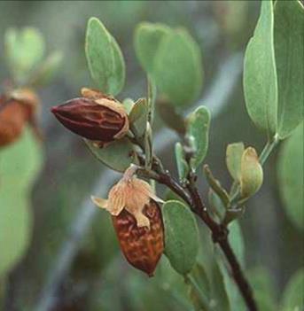 Jojoba (Simmondsia