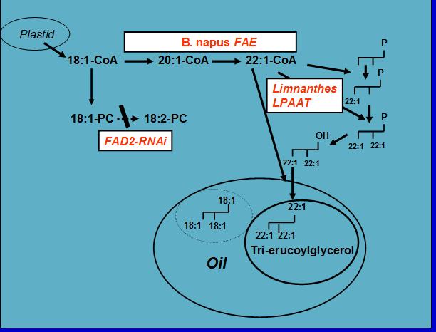 lysophosphatidic acid acyltransferase