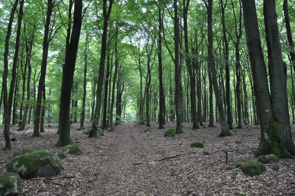 Simrishamn Rörum 21:9 mfl Skogsmark Enligt skogsbruksplan från 2010 upprättad av Ingemar Jönsson omfattar skogsmarken drygt 16 ha.