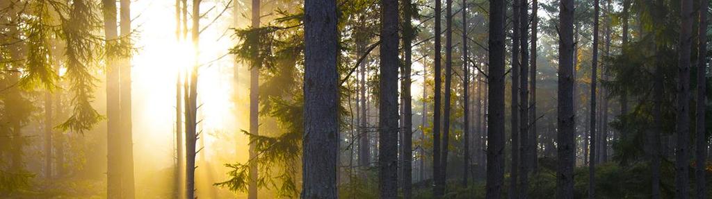 DELÅRSRAPPORT för Bergs Timber AB (publ) perioden 1 september 2017 31 maj 2018 Tredje kvartalet (1 mars 2018 31 maj 2018) Delårsperioden (1 september 2017 31 maj 2018) Nettoomsättningen för det