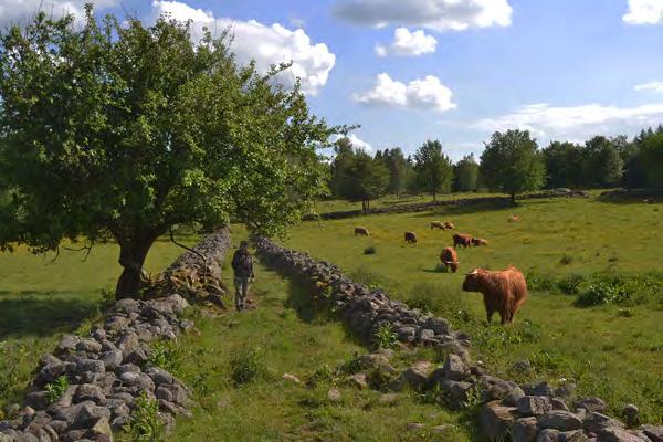 GÄRDESGÅRD Gärdesgård är bildat av fornsvenska gærþe 'gärde, inhägnat område'.