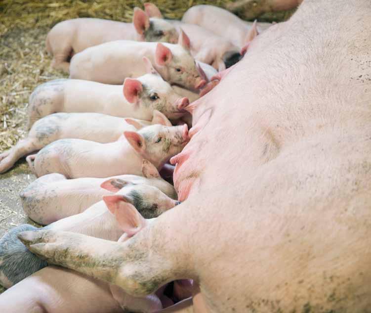 Det finns cirka 1 100 grisföretagare i Sverige och det slaktas varje år 2,6 miljoner grisar. Det är en liten siffra i europeiska mått mätt.