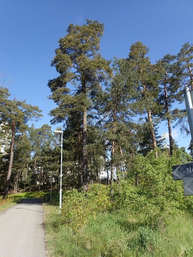 Området söder om Skönviksvägen består av klippta gräsmarker med planterade buskage och några unga träd.