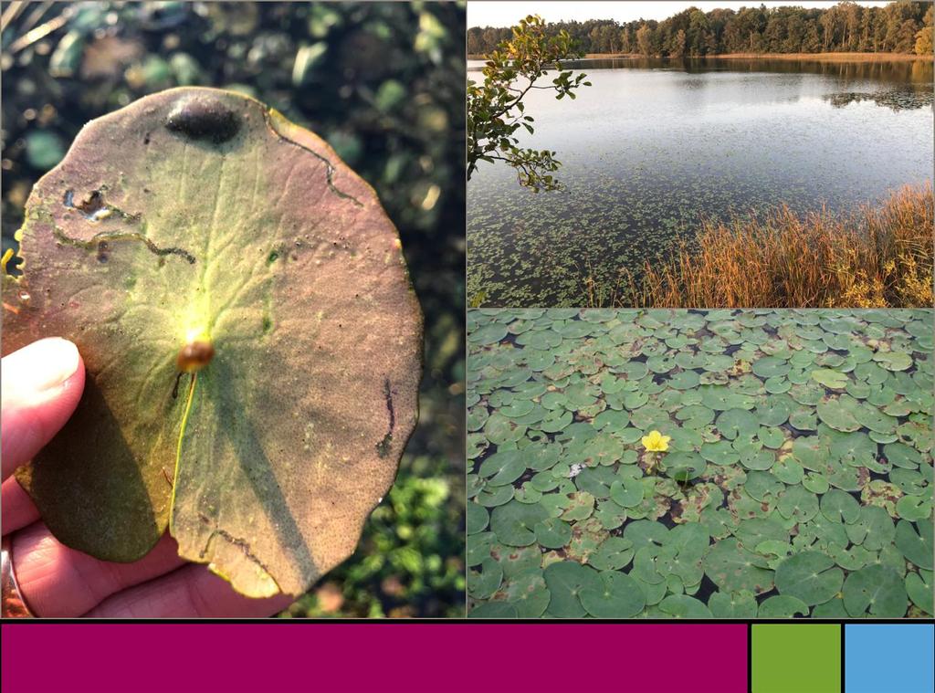 Sjögull invaderar Mälaren