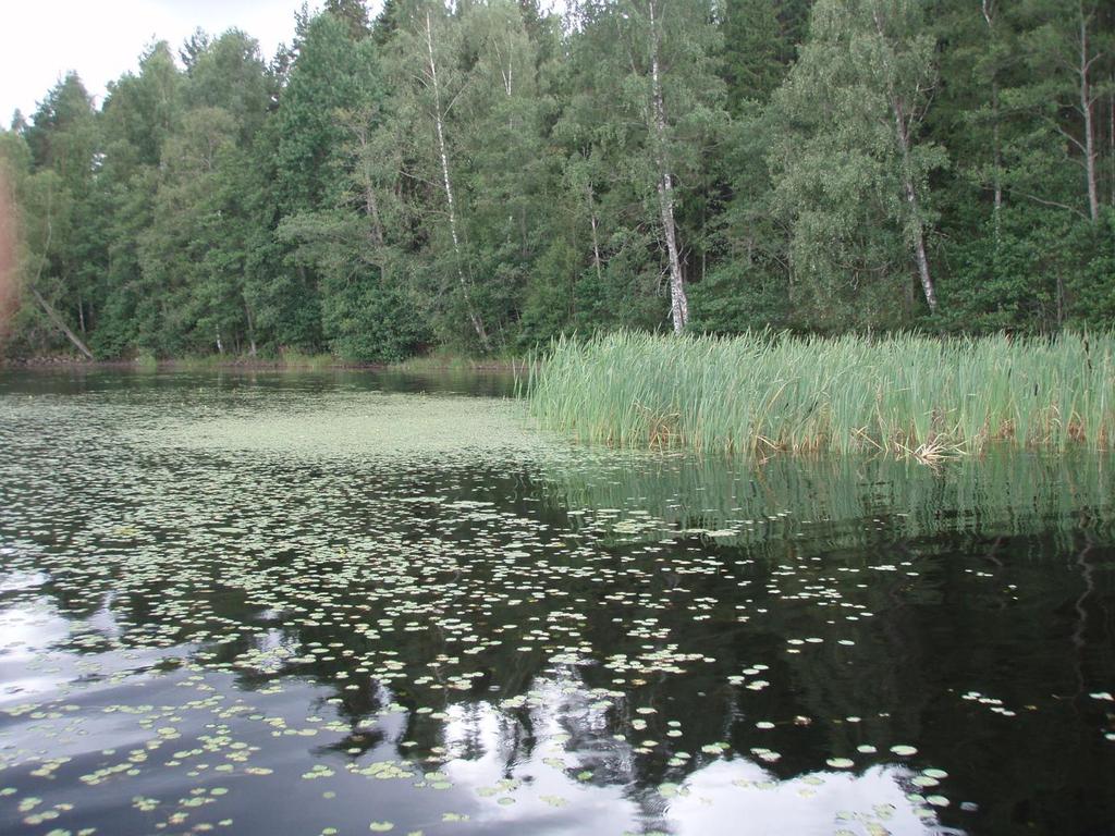 Figur 9. Sjögull i Hokasjön.